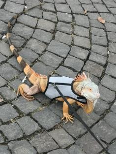 Leguan iguana