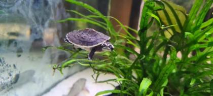 Wasserschildkröten Nachwuchs