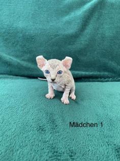 Süße Canadian Sphynx Kitten