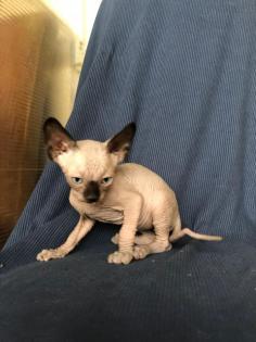 Sphynx Kätzchen