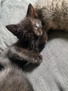 Wunderschöne Katzenkinder