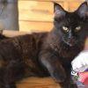 Reinrassige Maine Coon in blue und black