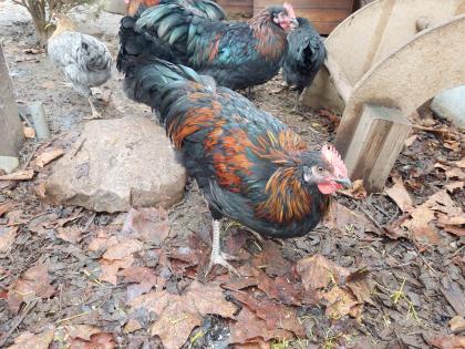 Hähne Junghähne Australorp Welsumer