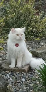 Ragdoll gesunder Deckkater Sepia/Solids Zeichnung creme / red