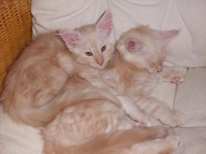 Maine Coon Katerchen in shaded-cameo mit Stammbaum