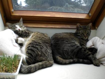 Zwei verschmuste Hauskatzen.