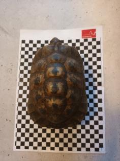 Griechische Landschildkröten abzugeben