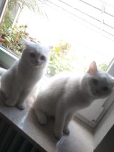 Deckkater gesucht