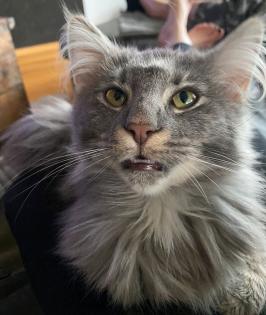 Norwegische Waldkatze Mädchen