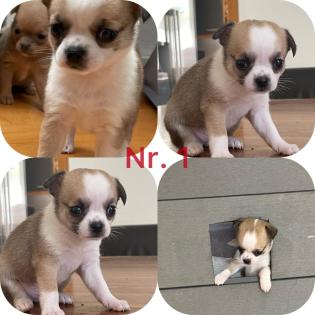 Süße Chihuahua Welpen