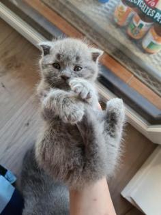 Liebevolle Kitten zu verkaufen
