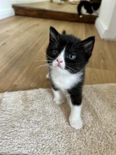 3 Katzenbabys zu vermitteln