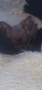 Reinrassige sphinxs mittlerweile 5 Wochen alt dürfen besucht und reserviert werden wir freuen uns a