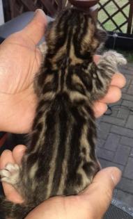 Unsere Süße Bengalkatze Cleo hat 3 Süsse Kitten bekommen
