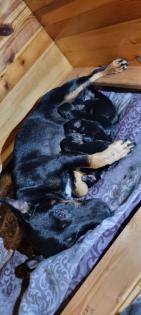 Jagdterrier Patterdaleterrier Welpen