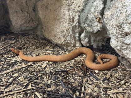1. 0 Halysotter Gloydius halis caraganus