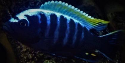 Malawi- u. Tanganjikacichliden