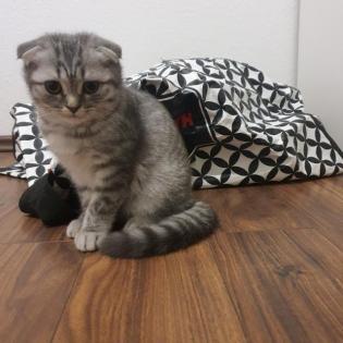 BKHKITTEN tabby abgabebereit