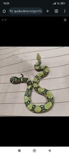 2. 0 Boa Constrictor Imperator