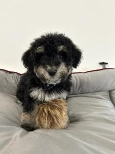 Maltipoo F1b Welpen