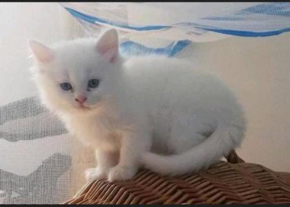 4 süße Bkh Blh Kitten Mädels abzugeben