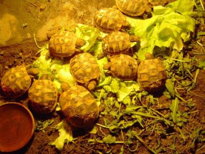 Griechische Landschildkröten THB von 2021