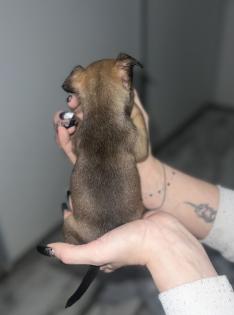 9 Süße Chihuahua Welpen