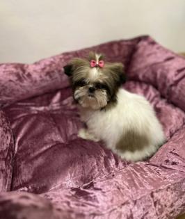 Shih tzu Welpe Meggie ist noch zum haben