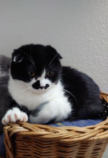 Scotisch fold Katze 6 Monate alt
