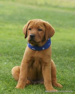Wurfankündigung Labradorwelpen in foxred für Herbst 2024 Labrador Welpen