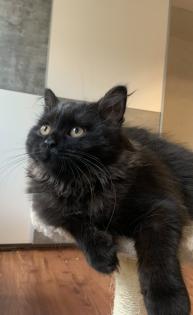 BKH/BLH/Perser Kitte