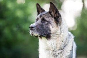 KENDO - männlich 3 Jahre 69 cm 36 kg American Akita Gechipt Kastriert