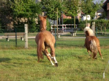 10 jährige Westfalenstute aus Zeitmangel zu Verkaufen an Privat