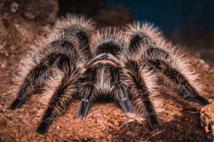 Brachypelma Albopilosum