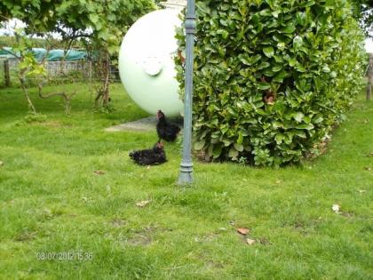Curly Chicken lockenhühner