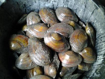 Koi, Teichfische, Störe, Muscheln, Krebse uvm. // Fa. Fördefisch