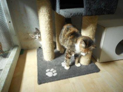 Unsere Katzenmama mit Babys