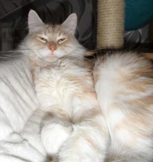 Typvolle Maine Coon Kastraten Katzen aus Düsseldorf