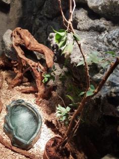 3 adulte Kornnattern mit hochwertigem Eigenbauterrarium