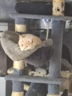 Verkaufe 1 BKh Mädchen und Kater