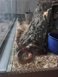 Kornnatter mit Terrarium