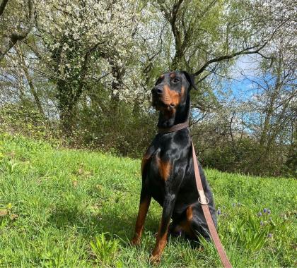 Dobermann Rüde