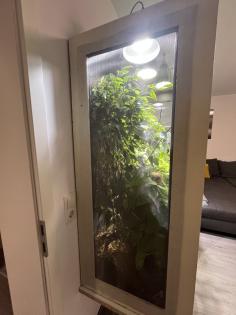 Pantherchamäleon mit Terrarium