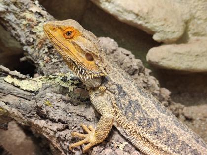 Bartagame m mit großem Terrarium, Quarantäneterrarium inkl. Beleuchtung und viel Zubehör
