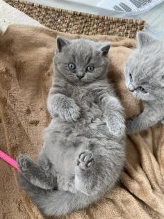 BKH lilac Blue lilac Blue Kitten Kätzchen Katze Babykatze geimpft entwurmt