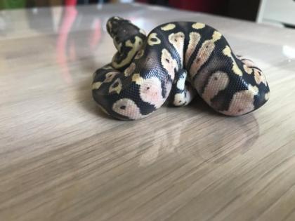 Inferno Pastel Echni Fader het piebald 9 Python regius