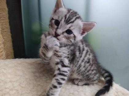 Reinrassige Bengal Kitten
