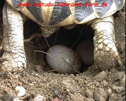 Italienische Landschildkröten Nachzuchten der Testudo hermanni hermanni aus der