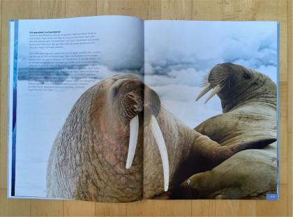 Tierbuch Tiere in Eis und Schnee