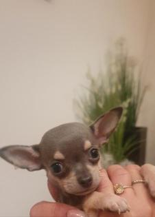 Extra mini Civava